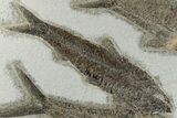 Multiple Fossil Fish (Diplomystus & Knightia) - Wyoming #198103-2